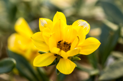 DSC01611ガザニア