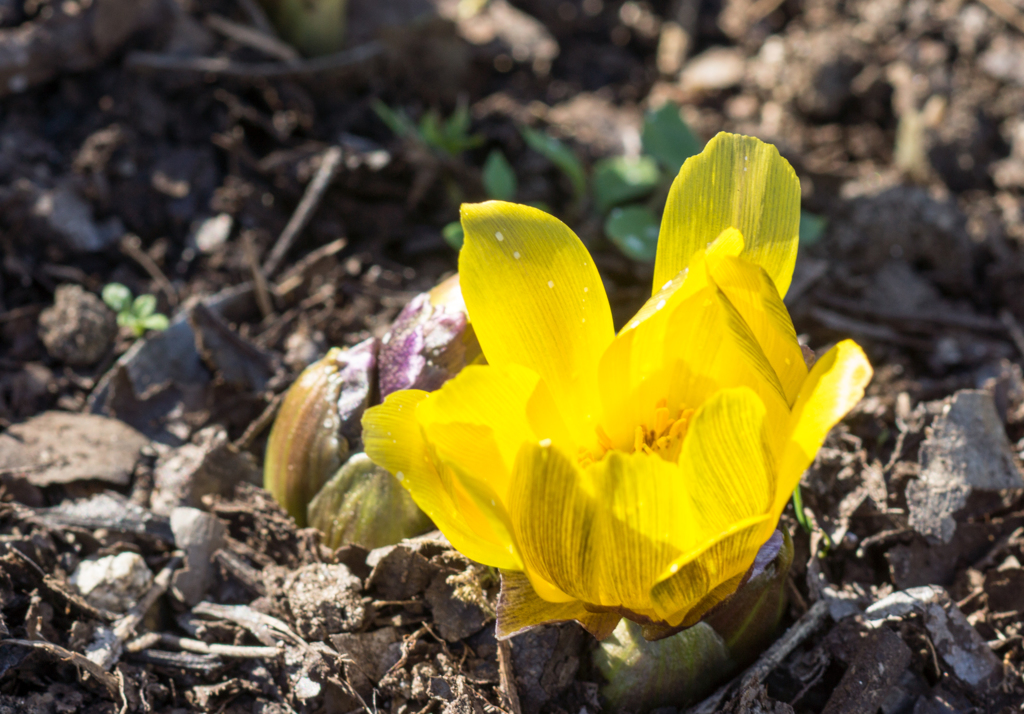 DSC01590フクジュソウ