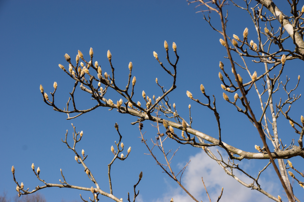 DSC01620ネコヤナギ