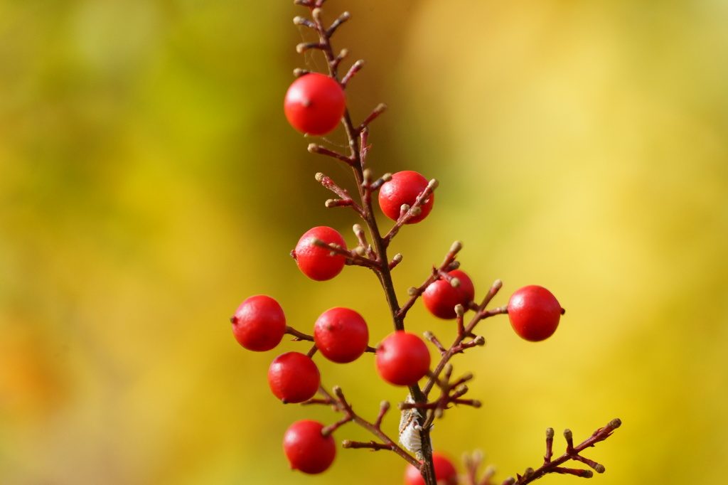 DSC01142 - コピー