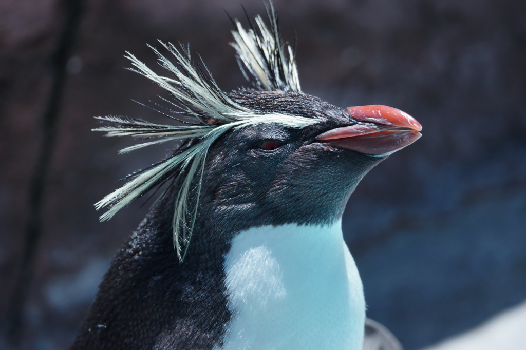 ペンギン (1)