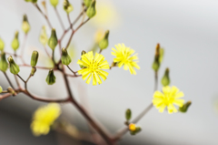 小さな花 (3)