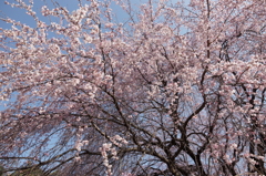しだれ桜 (5)
