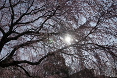 しだれ桜 (11)