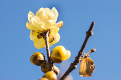 DSC01604ロウバイ