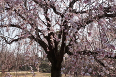 しだれ桜 (14)