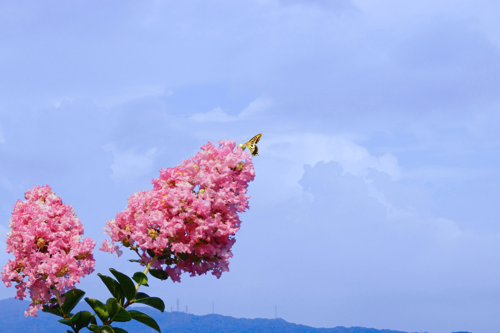 夏の花