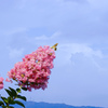 夏の花
