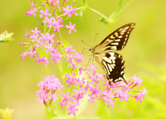 20150806森林公園 (3)