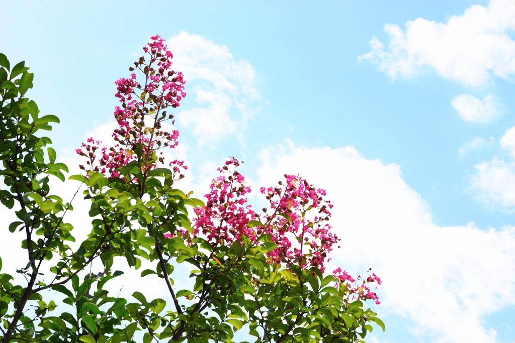 DSC05982a - コピー