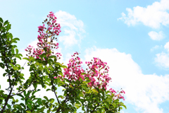 DSC05982a - コピー