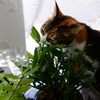 時には野菜も