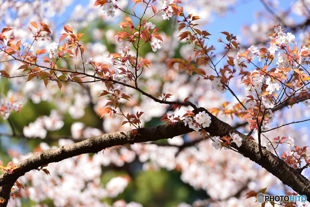 葉桜