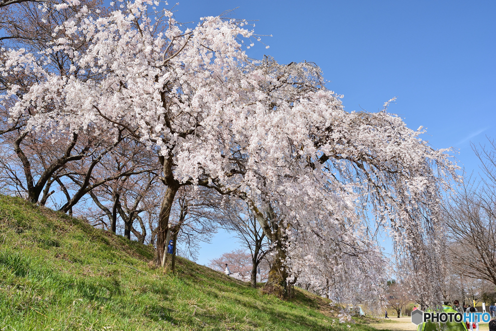 桜日和