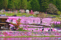 國田家の芝桜