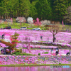 國田家の芝桜