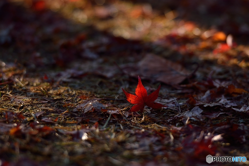 散っても紅葉