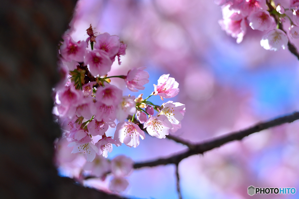 光透ける花びら