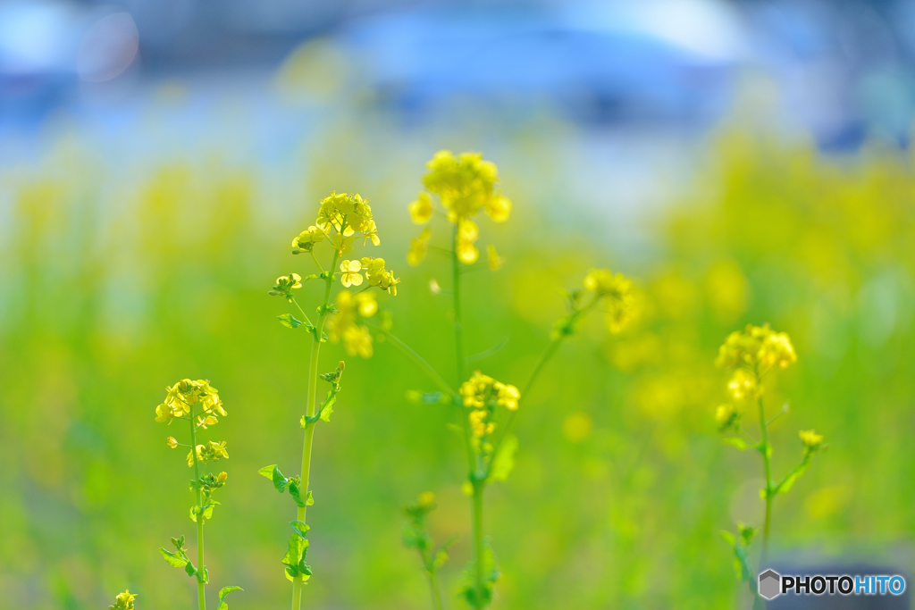 Spring　Yellow