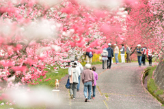 花桃街道