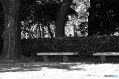 木の下のベンチ