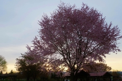 朝と桜