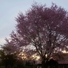 朝と桜