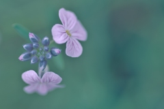 ブローチあげる（お花の時間）