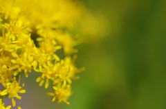 お花の時間１７