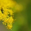 お花の時間１７