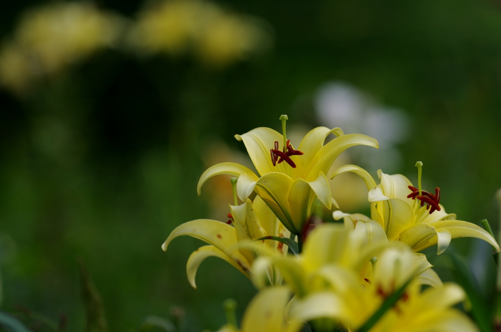 お花の時間１１