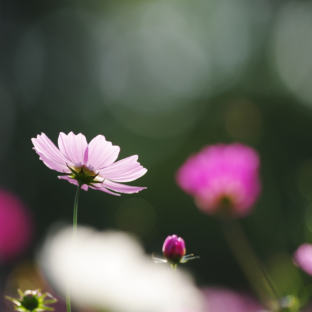 秋かな（お花の時間）