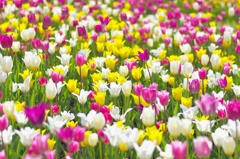 花撮りおじさん