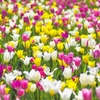 花撮りおじさん