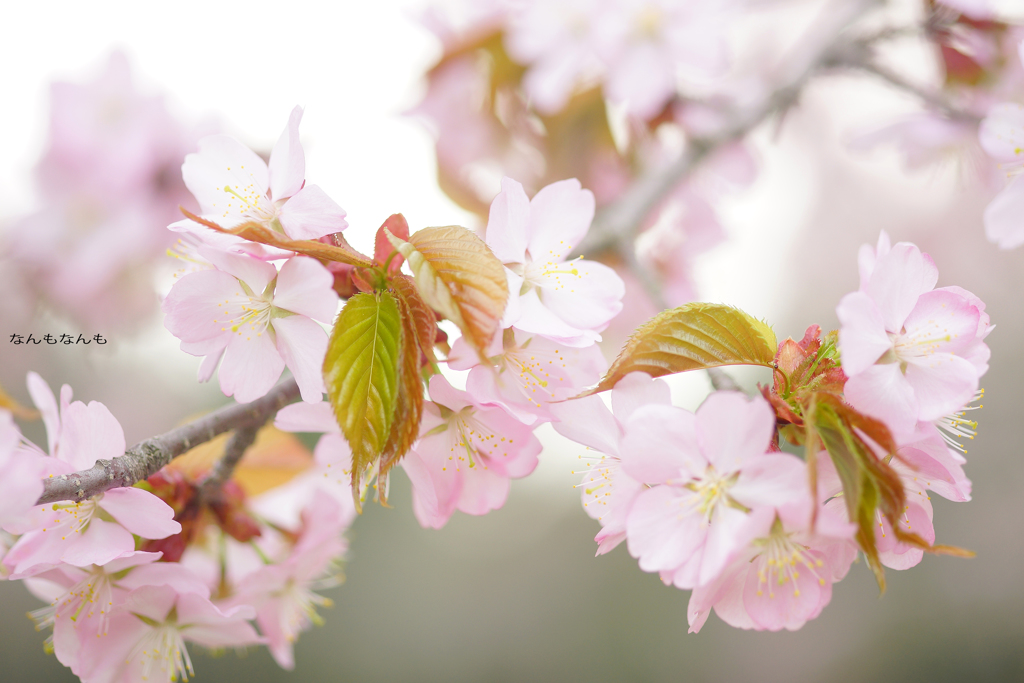桜満開（お花の時間）
