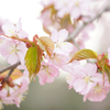 桜満開（お花の時間）