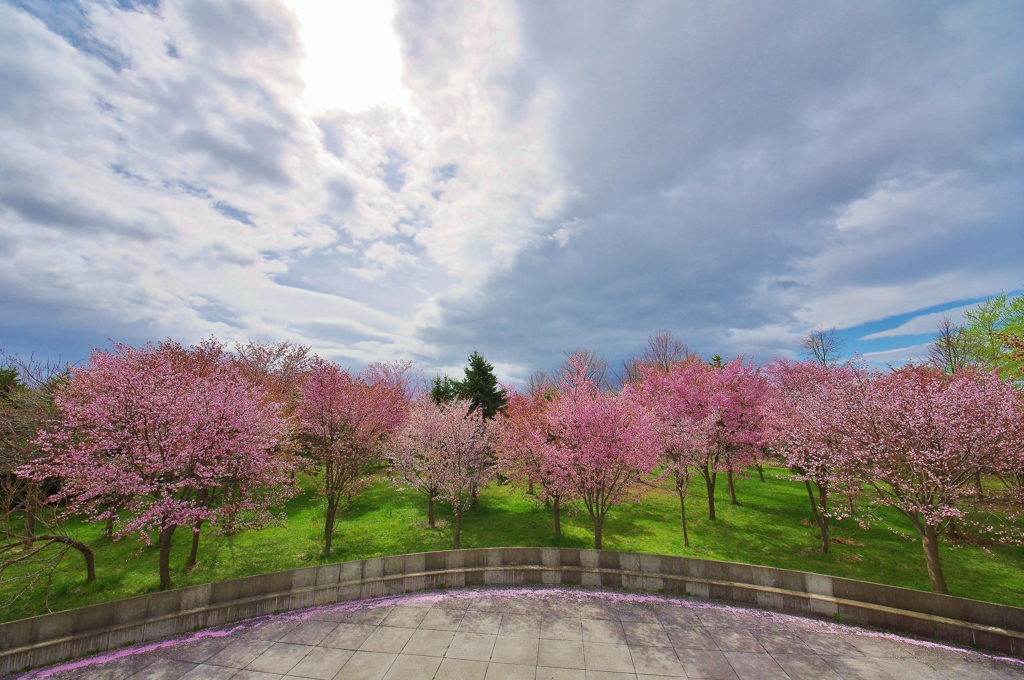 桜　２０１６