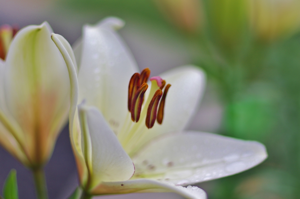 お花の時間２２