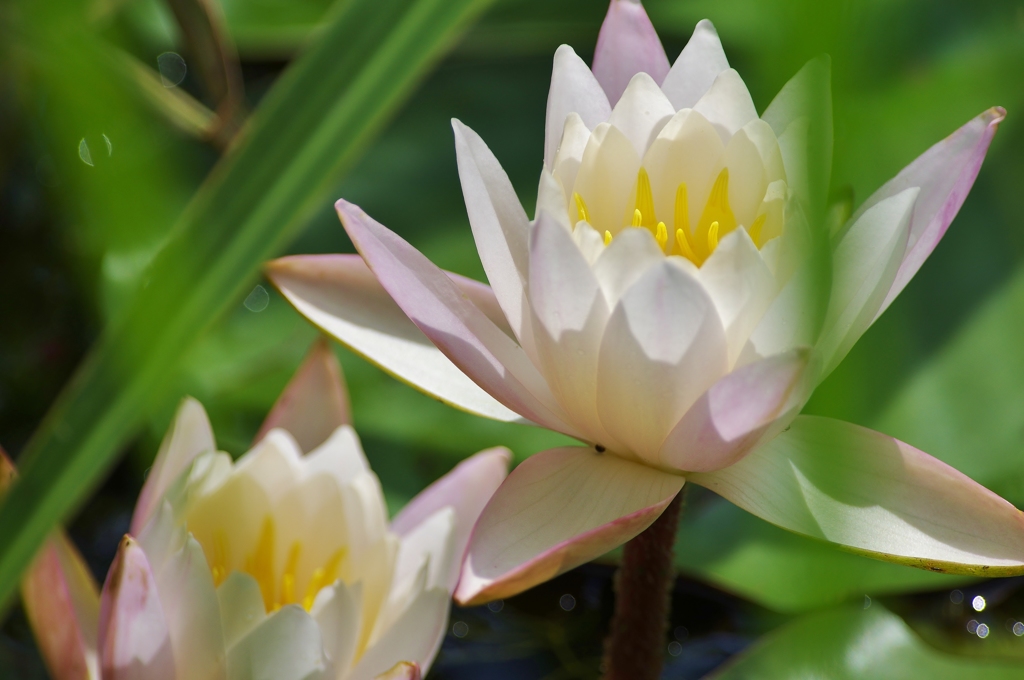 お花の時間１５