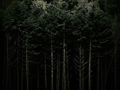 骨木の森