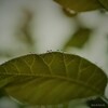 雨は芸術家