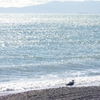 浜辺にて 