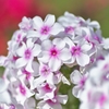 Miss.flower