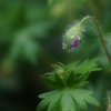 「雨だなぁ」「雨ですねぇ」