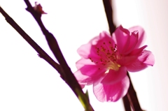 透花