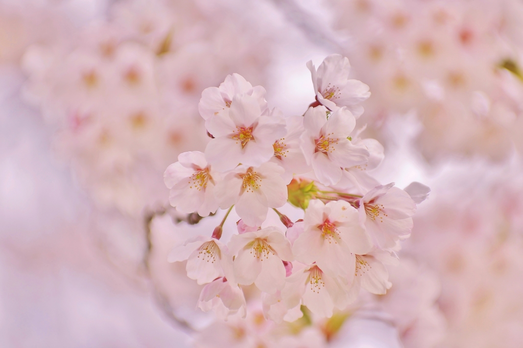 桜　（お花の時間）