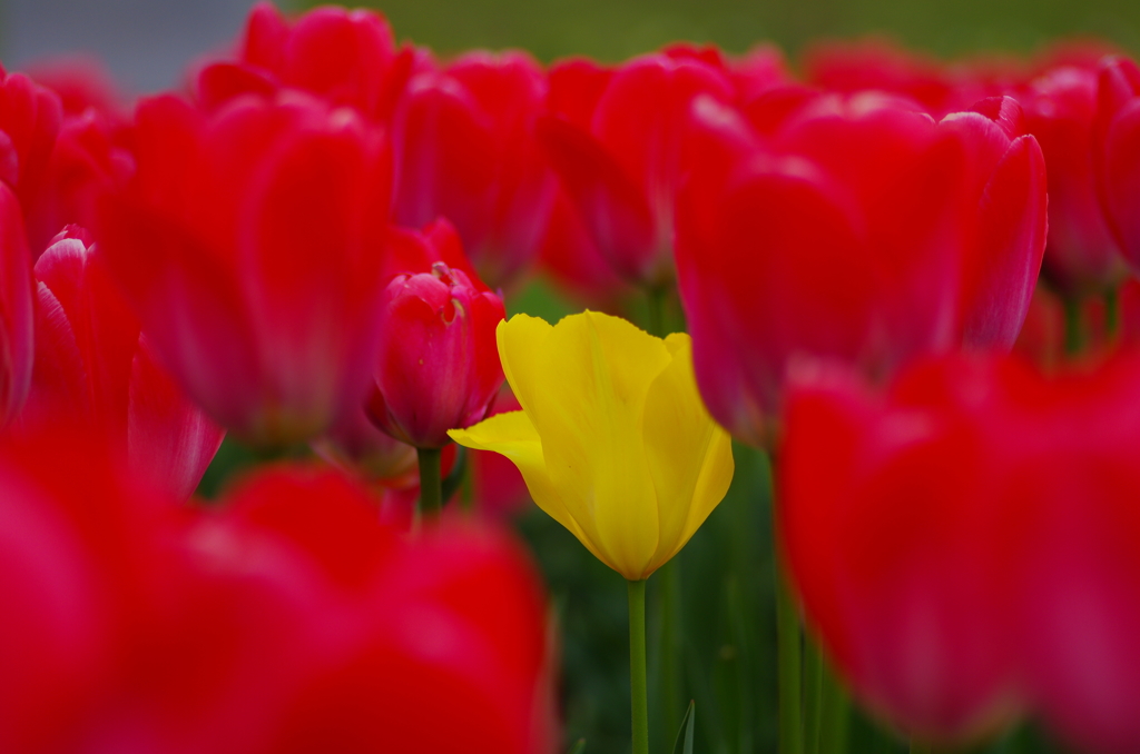 お花の時間７