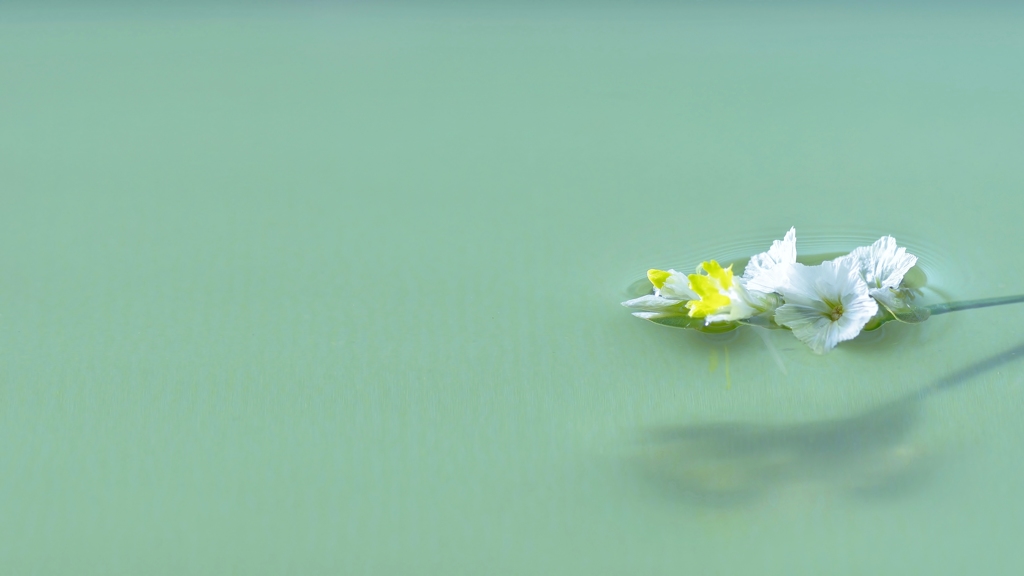 愛の水上花