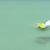 愛の水上花