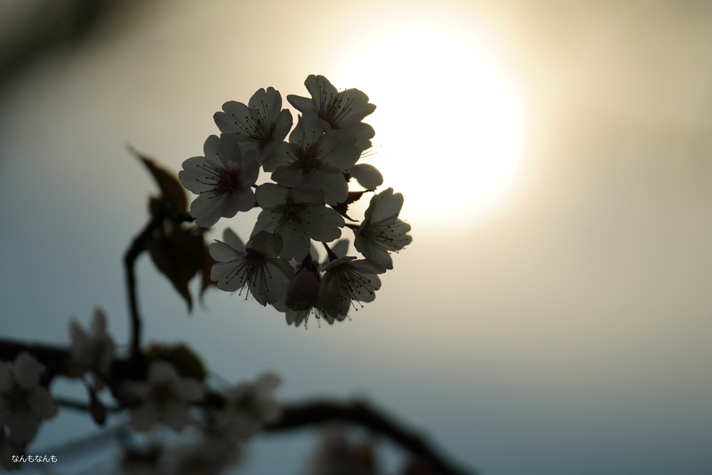 sakura  silhouette